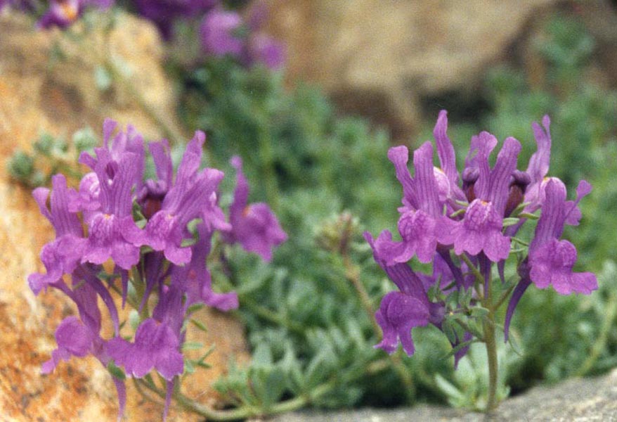 Linaria alpina en fleurs sur des éboulis mobiles dans les Alpes